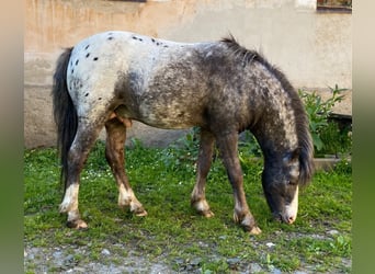 Amerikaans minipaard, Hengst, 4 Jaar, Gevlekt-paard