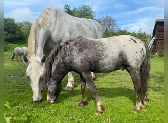 Amerikaans minipaard, Hengst, 4 Jaar, Gevlekt-paard