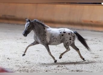 Amerikaans minipaard, Hengst, 4 Jaar, Gevlekt-paard