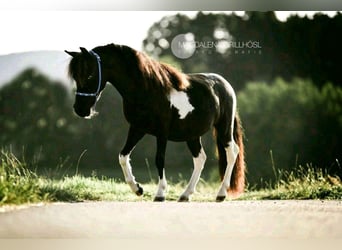 Amerikaans minipaard, Hengst, 9 Jaar, 84 cm, Gevlekt-paard