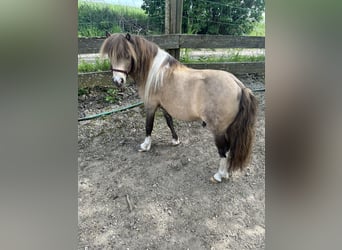 Amerikaans minipaard, Hengst, 9 Jaar, 90 cm, Buckskin