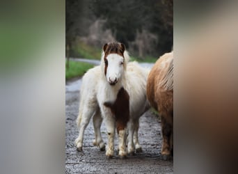 Amerikaans minipaard, Hengst, , 80 cm, Overo-alle-kleuren