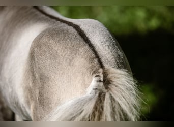 Amerikaans minipaard, Hengst, veulen (05/2024), 83 cm, Buckskin