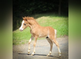 Amerikaans minipaard, Hengst, veulen (05/2024), 84 cm, Vos