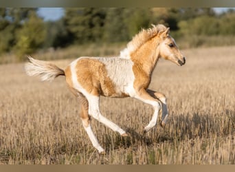 Amerikaans minipaard, Hengst, veulen (04/2024), 85 cm, Gevlekt-paard