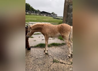 Amerikaans minipaard, Hengst, veulen (04/2024), 85 cm, Palomino