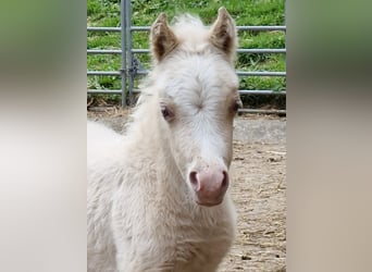 Amerikaans minipaard, Hengst, Veulen (04/2025), 86 cm, Cremello