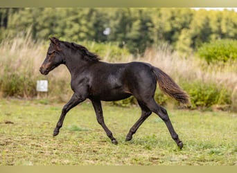 Amerikaans minipaard, Hengst, veulen (01/2024), Bruin