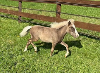 Amerikaans minipaard, Hengst, veulen (04/2024), Donkere-vos