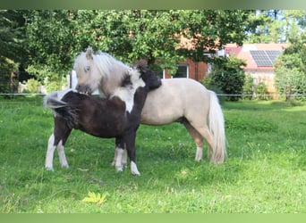 Amerikaans minipaard, Hengst, veulen (05/2023), Gevlekt-paard