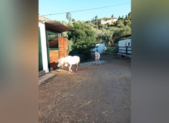 Amerikaans minipaard, Merrie, 10 Jaar, Cremello