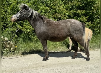 Amerikaans minipaard, Merrie, 11 Jaar, 83 cm, Appaloosa
