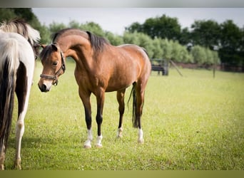 Amerikaans minipaard, Merrie, 12 Jaar, 104 cm, Bruin