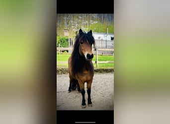 Amerikaans minipaard, Merrie, 12 Jaar, 83 cm, Bruin