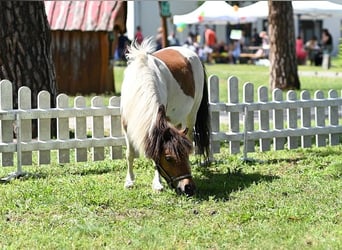 Amerikaans minipaard, Merrie, 12 Jaar, Gevlekt-paard