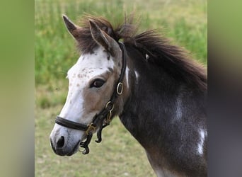 Amerikaans minipaard, Merrie, 12 Jaar, Gevlekt-paard