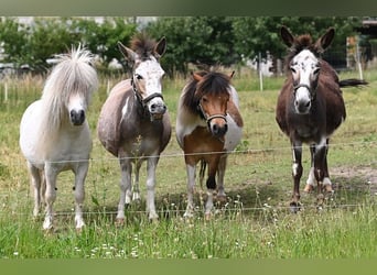 Amerikaans minipaard, Merrie, 12 Jaar, Gevlekt-paard