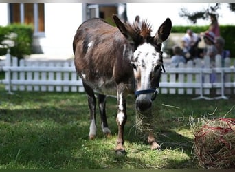 Amerikaans minipaard, Merrie, 12 Jaar, Gevlekt-paard