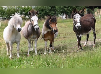 Amerikaans minipaard, Merrie, 12 Jaar, Gevlekt-paard