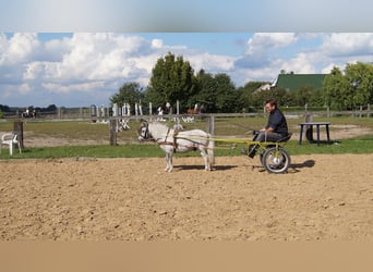 Amerikaans minipaard, Merrie, 12 Jaar, Gevlekt-paard