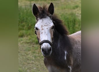 Amerikaans minipaard, Merrie, 12 Jaar, Gevlekt-paard