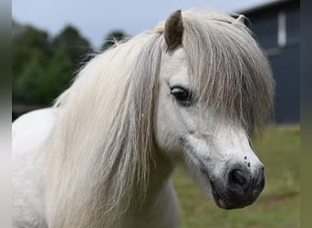 Amerikaans minipaard, Merrie, 12 Jaar, Gevlekt-paard