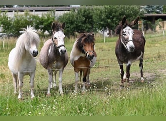 Amerikaans minipaard, Merrie, 12 Jaar, Gevlekt-paard