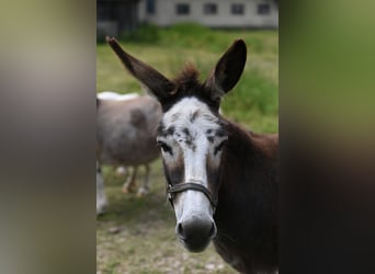 Amerikaans minipaard, Merrie, 12 Jaar, Gevlekt-paard