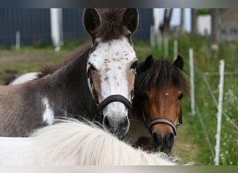 Amerikaans minipaard, Merrie, 13 Jaar, Gevlekt-paard