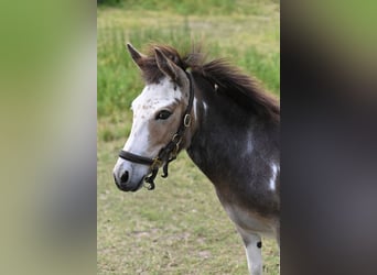 Amerikaans minipaard, Merrie, 13 Jaar, Gevlekt-paard