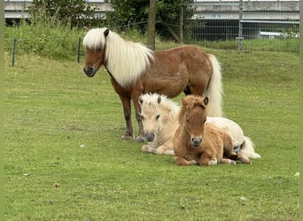 Amerikaans minipaard Mix, Merrie, 14 Jaar, 85 cm, Bruin