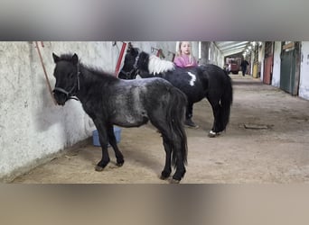 Amerikaans minipaard, Merrie, 15 Jaar, 80 cm, Gevlekt-paard