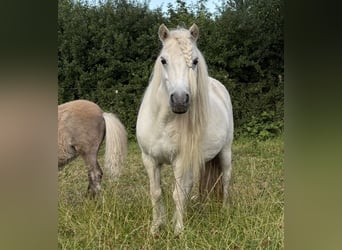 Amerikaans minipaard, Merrie, 15 Jaar, 90 cm, Schimmel