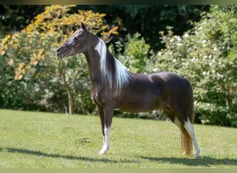 Amerikaans minipaard, Merrie, 16 Jaar, 100 cm