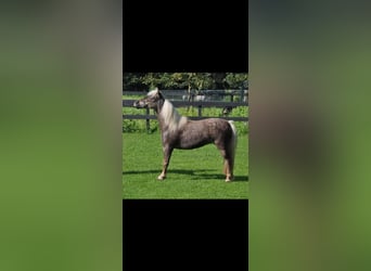 Amerikaans minipaard, Merrie, 18 Jaar, 89 cm, Wit