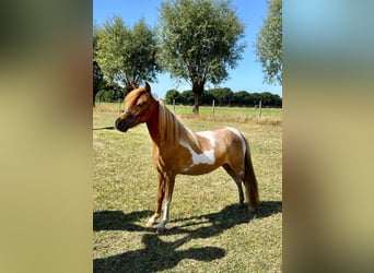Amerikaans minipaard, Merrie, 1 Jaar, 85 cm, Tobiano-alle-kleuren