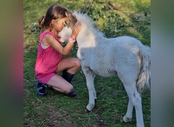 Amerikaans minipaard, Merrie, 1 Jaar