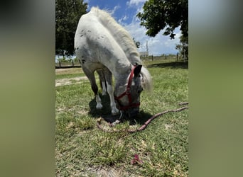 Amerikaans minipaard, Merrie, 23 Jaar, 102 cm, Appaloosa