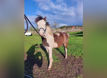 Amerikaans minipaard, Merrie, 2 Jaar, 104 cm, Palomino