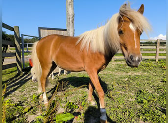 Amerikaans minipaard, Merrie, 2 Jaar, 80 cm, Donkere-vos