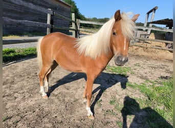 Amerikaans minipaard, Merrie, 2 Jaar, 80 cm, Donkere-vos