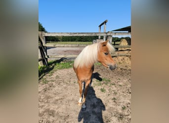 Amerikaans minipaard, Merrie, 2 Jaar, 80 cm, Donkere-vos