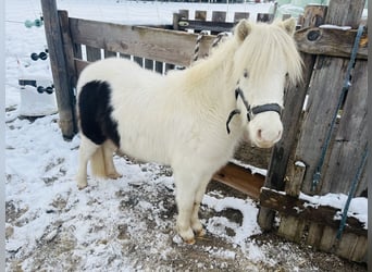 Amerikaans minipaard, Merrie, 2 Jaar, 80 cm, Gevlekt-paard