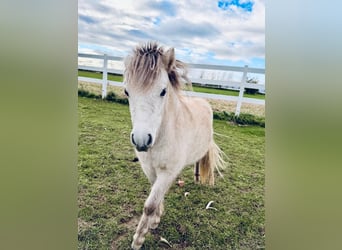 Amerikaans minipaard Mix, Merrie, 2 Jaar, Schimmel