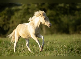 Amerikaans minipaard, Merrie, 3 Jaar, 80 cm, Champagne