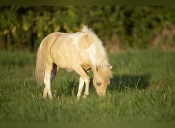 Amerikaans minipaard, Merrie, 3 Jaar, 80 cm, Champagne