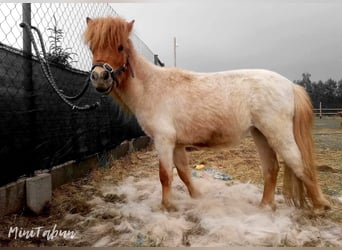 Amerikaans minipaard Mix, Merrie, 4 Jaar, 76 cm, Roan-Red