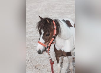 Amerikaans minipaard, Merrie, 4 Jaar, 85 cm