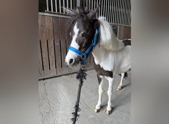 Amerikaans minipaard, Merrie, 4 Jaar, 85 cm