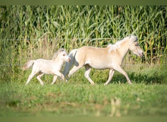 Amerikaans minipaard, Merrie, 5 Jaar, 83 cm, Champagne